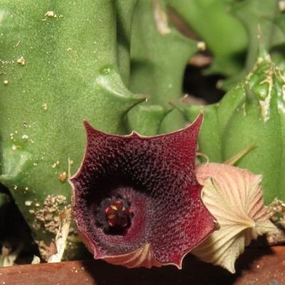 huernia aspera