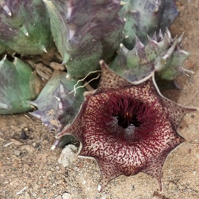 huernia barbata