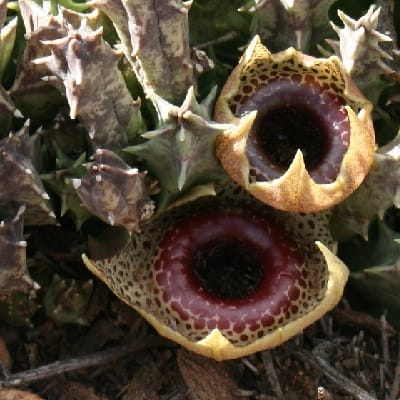 huernia guttata subsp. calitzdorpensis