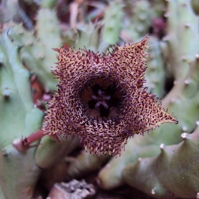 huernia hystrix subsp. parvula