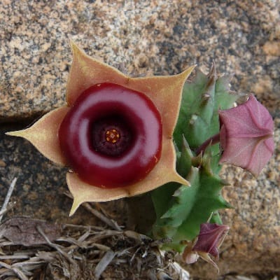 huernia insigniflora
