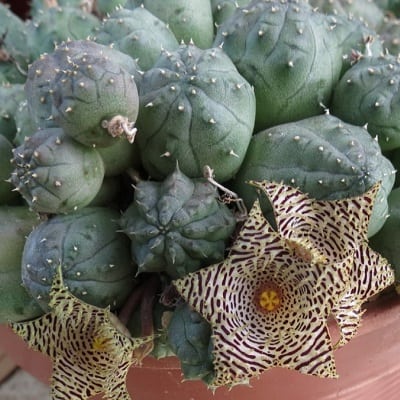 huernia kennedyana