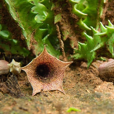 huernia levyi