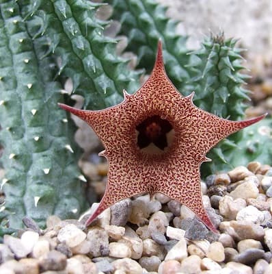 huernia longii subsp. echidnopsoides