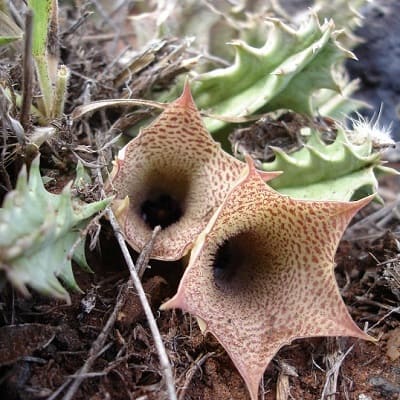 huernia longituba