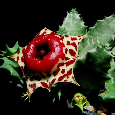 huernia plowesii