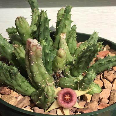 huernia procumbens