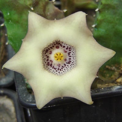 huernia quinta