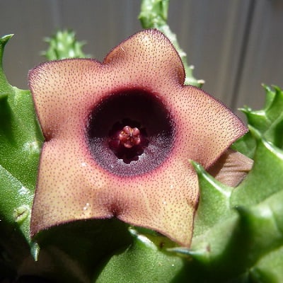 huernia schneideriana