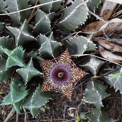 huernia transvaalensis