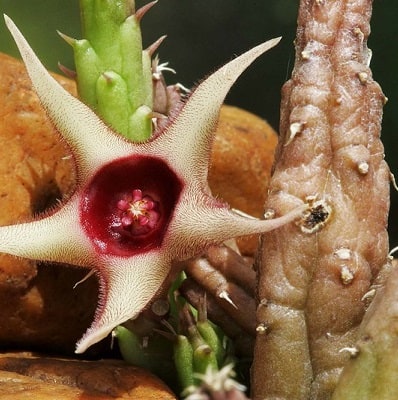 huernia verekeri subsp. angolensis