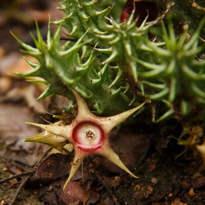 huernia verekeri