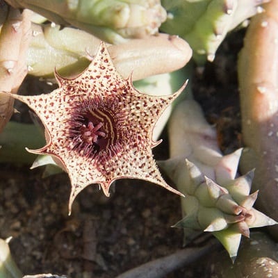 huernia volkartii