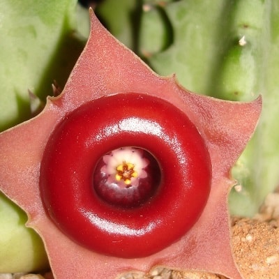 huernia zebrina subsp. insigniflora