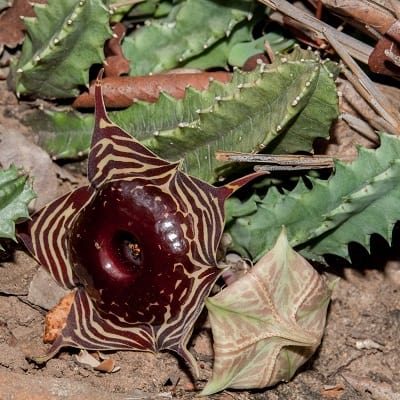 huernia zebrina subsp. magniflora