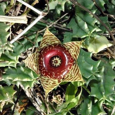 huernia zebrina