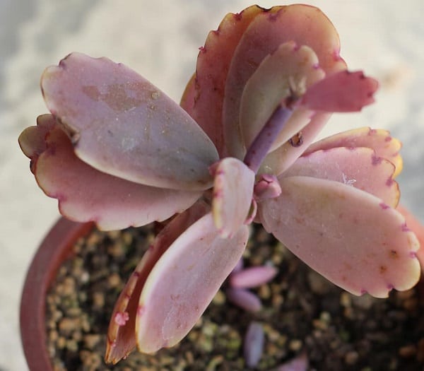 kalanchoe fedtschenkoi variegata 1