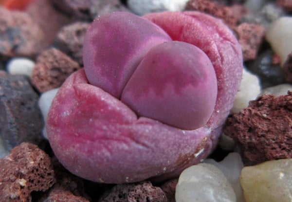 lithops optica cv. rubra 1