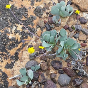 othonna cacalioides vynbos