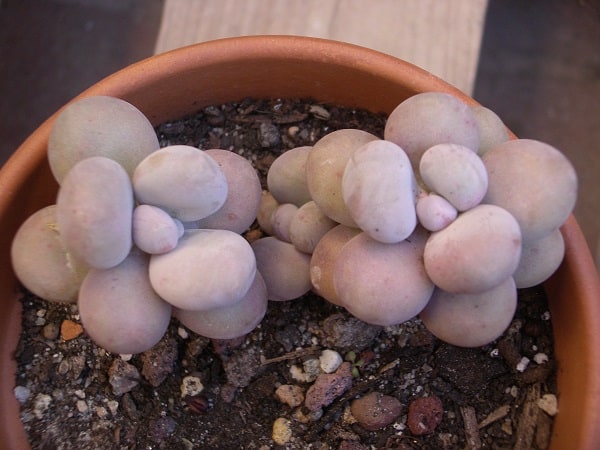 pachyphytum oviferum 1