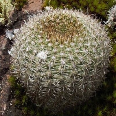 parodia alacriportana