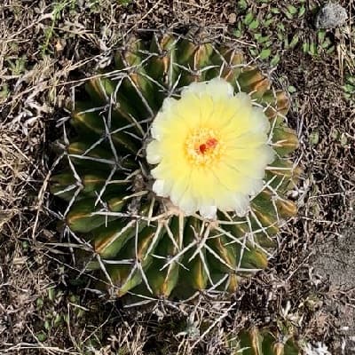 parodia buiningii