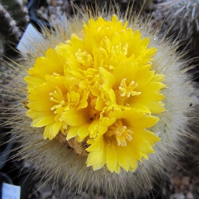 parodia chrysacanthion