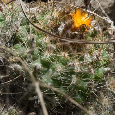 parodia comarapana