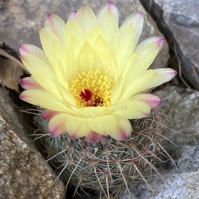 parodia concinna