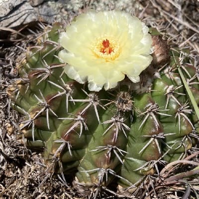 parodia erinacea