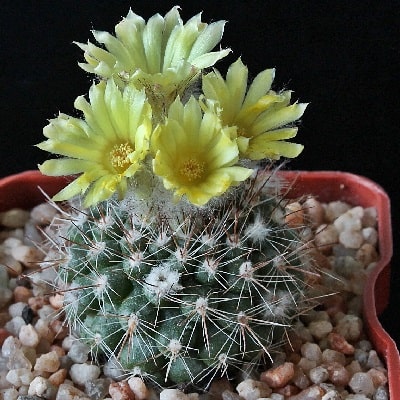 parodia formosa