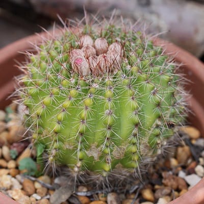 parodia fusca