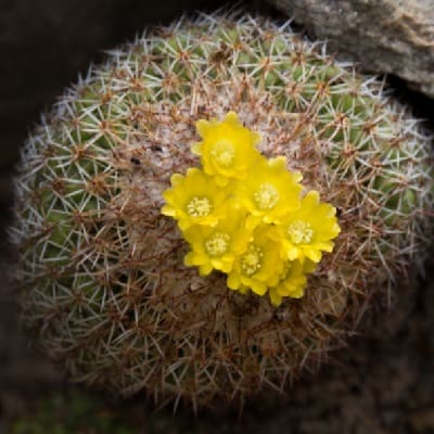 parodia gibbulosoides