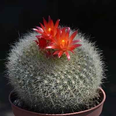 parodia haselbergii