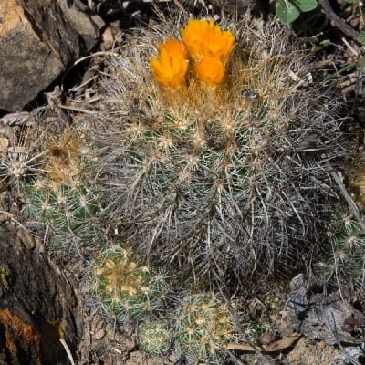 parodia hausteiniana