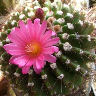 parodia herteri