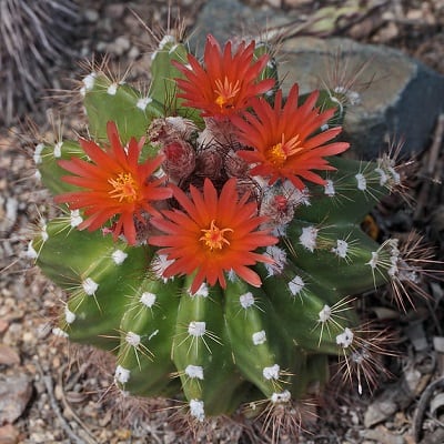 parodia horstii