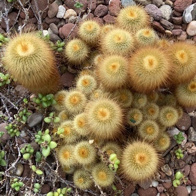 parodia lenninghausii