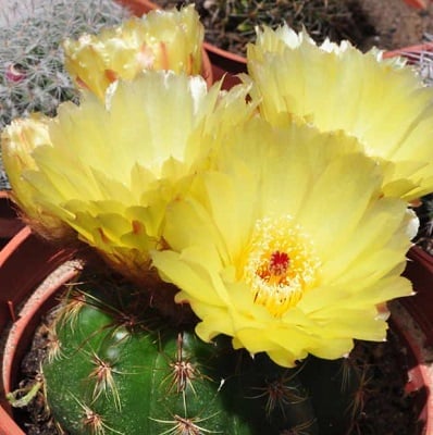 parodia linkii