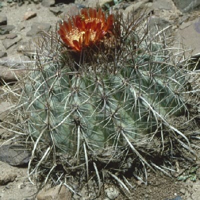 parodia maassii