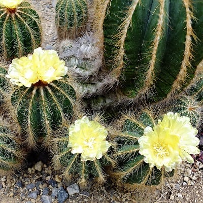 parodia magnifica