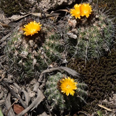 parodia mairanana