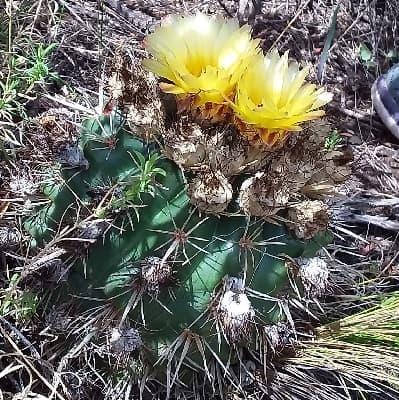 parodia mammulosa