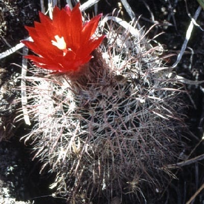 parodia microsperma subsp. horrida