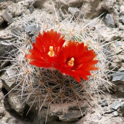 parodia microsperma