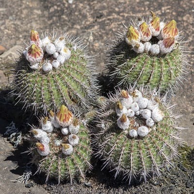 parodia mueller melchersii