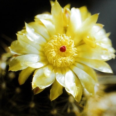 parodia muricata