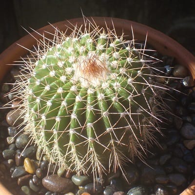 parodia nigrispina