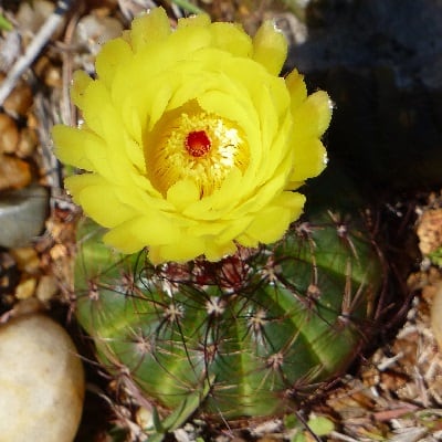 parodia ottonis