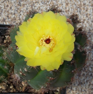 parodia